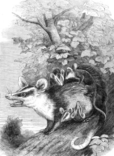 Recent additions to the Zoological Society’s Collection, Regent’s Park, 1864. Creator: Pearson.