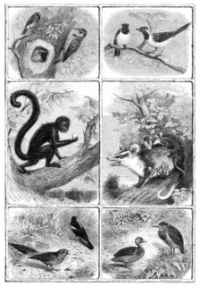 Recent additions to the Zoological Society's Collection, Regent's Park, 1864. Creator: Pearson.