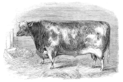 The First-Prize Shorthorn Bull, 1864. Creator: Unknown.