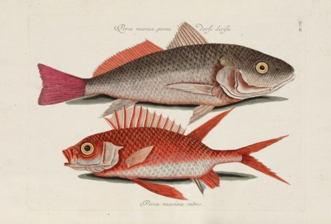 From Piscium, Serpentum, Insectorum, aliorumque nonnullorum animalium, nec non plantarum..., 1740s. Creator: Catesby, Mark (1683-1749).