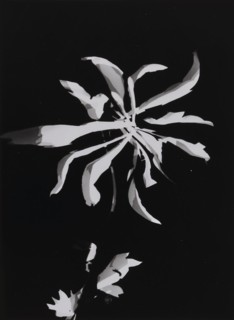 Flower photogram, 1926. Creator: Moholy-Nagy, Laszlo (1895-1946).