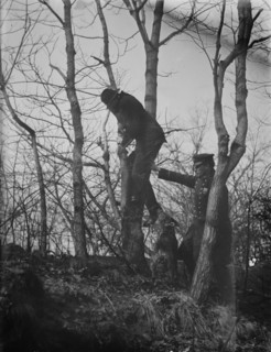 Policeman, police dog treeing tramp, New York City, 1912. Creator: Bain News Service.