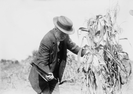 Gaynor in the cornfields, St. James, L.I., 1910. Creator: Bain News Service.