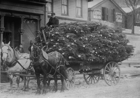 Load of Xmas trees, N.Y., between c1910 and c1915. Creator: Bain News Service.