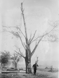 Tree stripped by Geneva, N.Y. cyclone, between c1910 and c1915. Creator: Bain News Service.