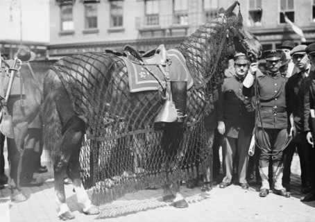 Gen. Grant's horse, 1912. Creator: Bain News Service.