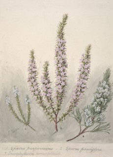 Epacris (2species); Dracophyllum (1 species), c.1885. Creator: Sarah Featon.