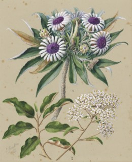 Olearia angustifolia: mutton bird scrub, Teteaweka; Olearia frufuracea: Akipirau, c.1885. Creator: Sarah Featon.