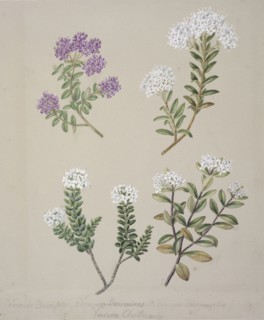 [Veronica  (4 species)], c.1885. Creator: Sarah Featon.