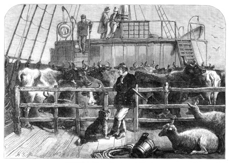Foreign cattle on board the Batavier, London and Rotterdam steamer, 1865. Creator: Unknown.