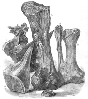Remains of an extinct animal found in the Isle of Wight, 1865. Creator: Unknown.