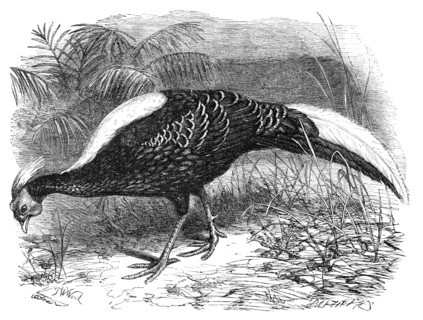 Swinhoe's Pheasant, lately added to the collection of the Zoological Society of London, 1865. Creator: Dalziel Brothers.