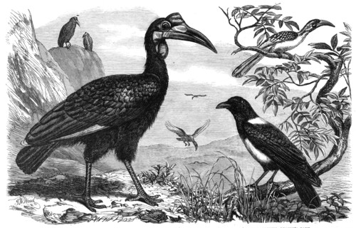 Abyssinian Hornbill, White-Necked Crow, and Small Hornbill, Zoological Society, Regent’s Park, 1865. Creator: Dalziel Brothers.