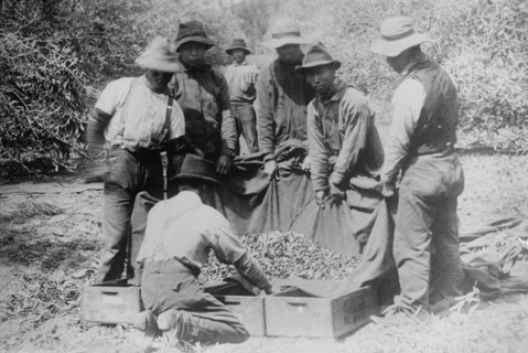Japanese on fruit farm, California, between c1910 and c1915. Creator: Bain News Service.