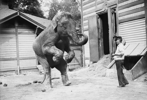 Hattie the elephant and Bill Snyder, between c1910 and c1915. Creator: Bain News Service.