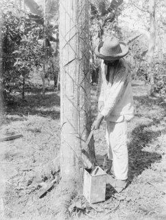 Tapping Rubber Tree with machete (Old Way), between c1915 and c1920. Creator: Bain News Service.