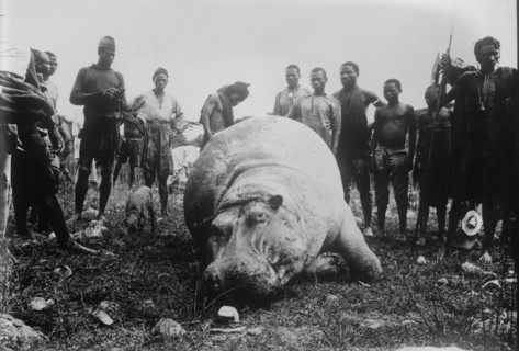 Hippo, killed in Africa, between c1915 and c1920. Creator: Bain News Service.