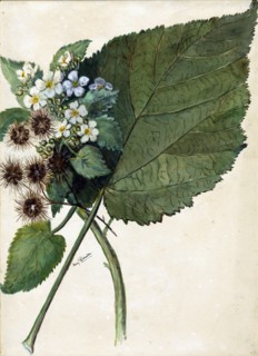 Whau. Hauma. Entelea arborescens, (c1920s). Creator: Fanny Richardson.