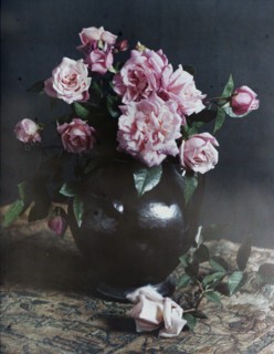 Autumn roses, 1915. Creator: Robert Walrond.