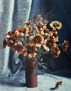 Gaillardias, 1918. Creator: Robert Walrond.
