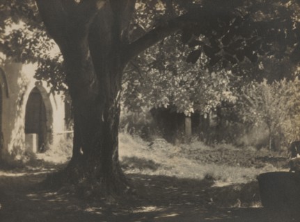 The old walnut tree, 1931. Creator: Henry Edward Gaze.