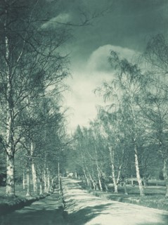 Beeches and birches, Rotorua. From the album: Camera pictures of New Zealand, 1920s. Creator: Harry Moult.
