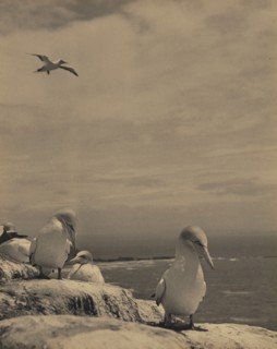 Gannets, c1939. Creator: Thelma Kent.