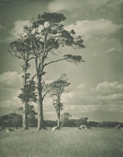 Native rimu, 1920s. Creator: Harry Moult.