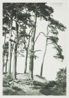 [Trees on hilltop]. From the album: Photograph album - England,  1920s. Creator: Harry Moult.