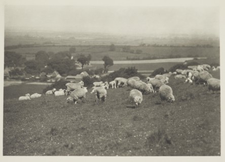 Sheep on hillside. From the album: Photograph album - England, 1920s. Creator: Harry Moult.
