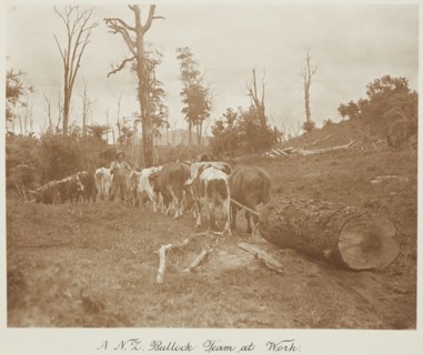 A N.Z. bullock team at work. From the album: Record Pictures of New Zealand, 1920s. Creator: Harry Moult.