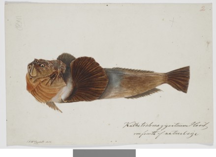 Kathetostoma Giganteum Haast one fourth of natural size, 1872. Creator: James Francis McCardell.
