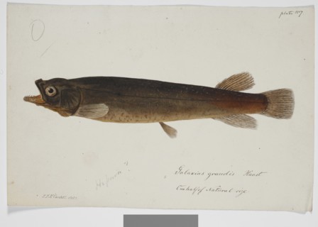 Galaxias grandis, Haast, 1872. Creator: James Francis McCardell.
