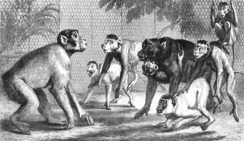 A new arrival at the Zoological Society's Gardens, Regent's Park, 1868. Creator: Mason Jackson.