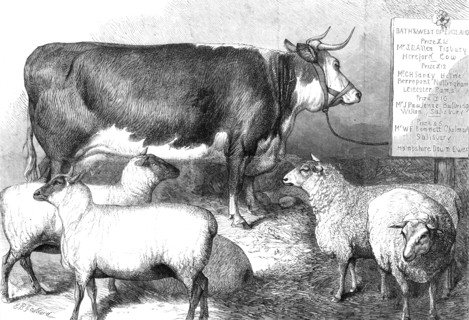 Prize cow and sheep at the Bath and West of England Agricultural Show, Southampton, 1869. Creator: Unknown.