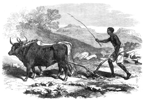 The Abyssinian Expedition: a native ploughing in the province of Tigre, 1868. Creator: Unknown.