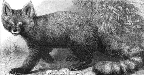 The Ailurus fulgens at the Zoological Society's Gardens, Regent's Park, 1869.  Creator: Pearson.