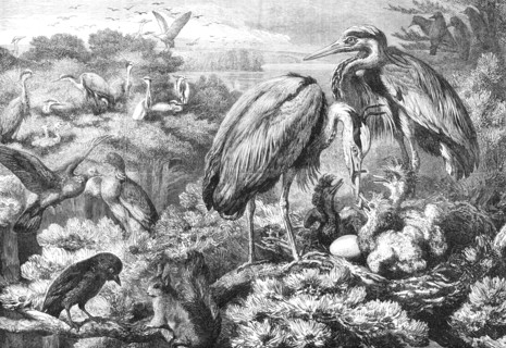 The Heronry at Didlington Park, Norfolk, 1868. Creator: Unknown.