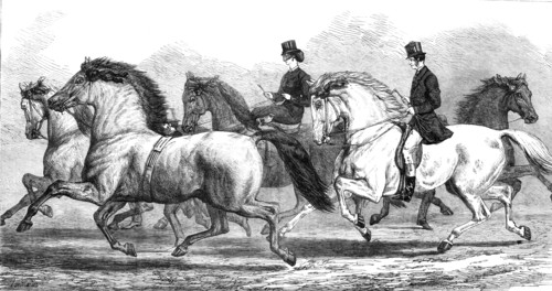 The Horse-Show at the Agricultural Hall Islington: parade of prize horses..., 1868. Creator: Unknown.