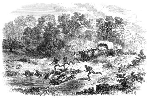 Travelling in Africa: the rain-pool by the way, 1869. Creator: Unknown.