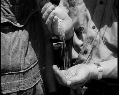 A Male Civilian Pouring Grain from One Hand To Another, 1932. Creator: British Pathe Ltd.