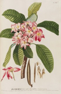 Plantae selectae by Christoph Jakob Trew, 1750-1773. Creator: Trew; Christoph Jakob (1695-1769).