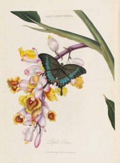 An epitome of the natural history of the insects of China, 1798. Creator: Donovan; Edward (1768-1837).