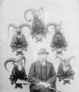 Walter Winans [with Mt. Sheep head trophies], between c1910 and c1915. Creator: Bain News Service.