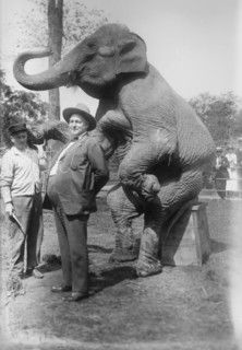 Stewart & elephant, between c1915 and c1920. Creator: Bain News Service.