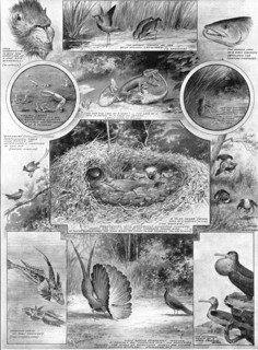 Comedies of courtship: illustrating an aspect of Darwin's work, 1909. Creator: Robinson.