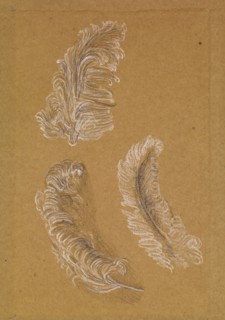 Study of Three Ostrich Feathers, 1865-67. Creator: Sir Edward Coley Burne-Jones.