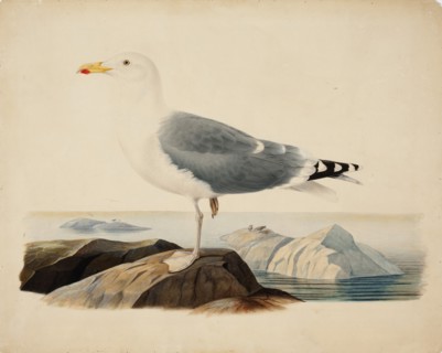 European Herring Gull, 1839. Creator: Ferdinand von Wright.