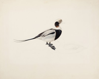 Long-tailed Duck, 1836. Creator: Magnus von Wright.