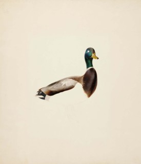 Mallard; unfinished, 1835-1839. Creator: Magnus von Wright.